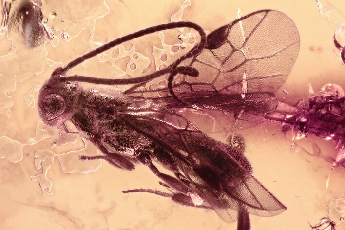 Detailed Fossil Parasitoid Wasp and Ant In Baltic Amber #300726